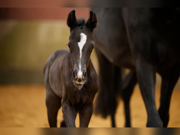 Westphalian Mare  Black in Schlangen