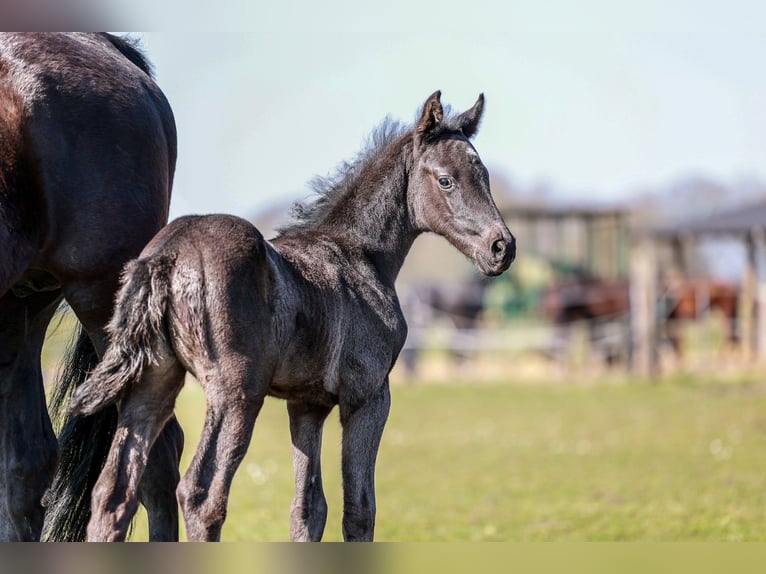 Westphalian Mare  Black in Nordwalde