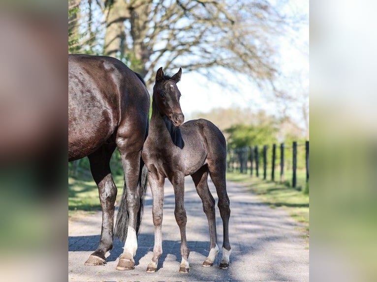 Westphalian Mare  Black in Nordwalde