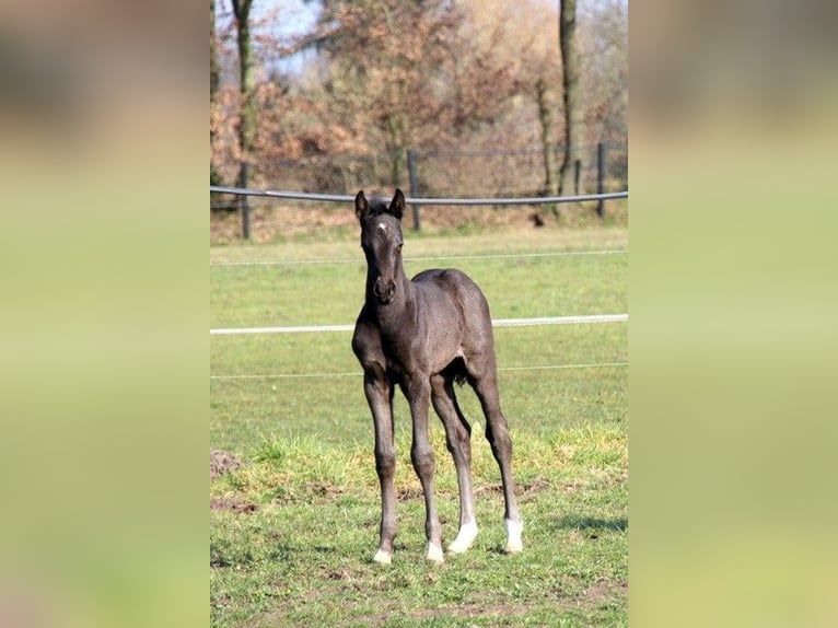 Westphalian Mare  Black in Nordwalde