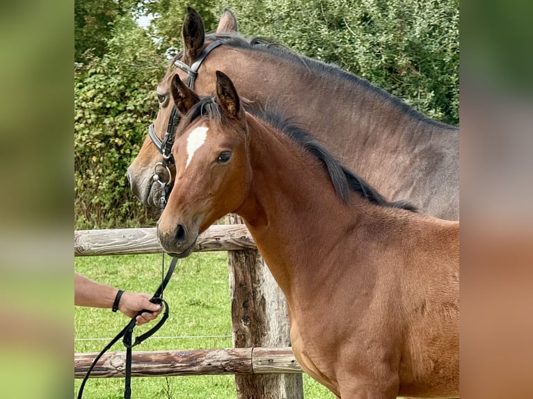 Westphalian Mare Foal (04/2025) Brown in Coesfeld