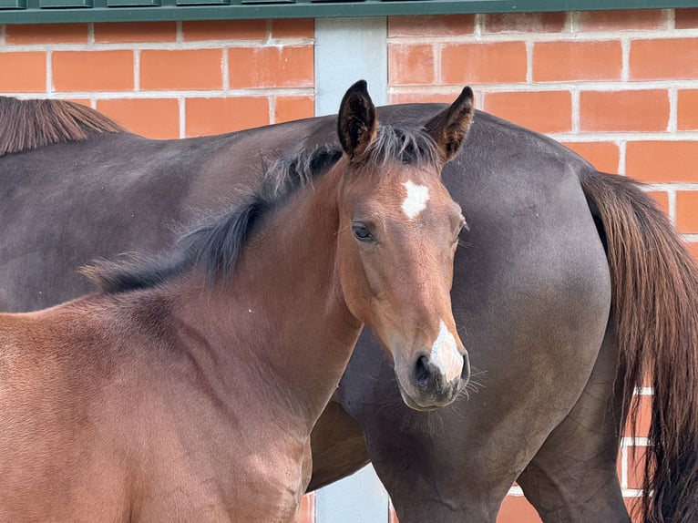 Westphalian Mare Foal (04/2025) Brown in Coesfeld