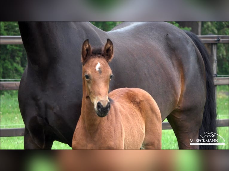 Westphalian Mare Foal (04/2026) Brown in Ahaus