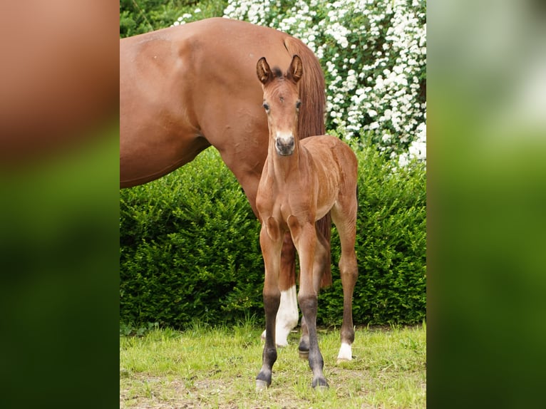 Westphalian Mare  Brown in Hamm