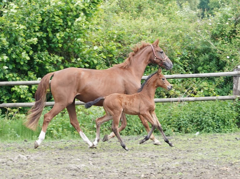 Westphalian Mare  Brown in Hamm