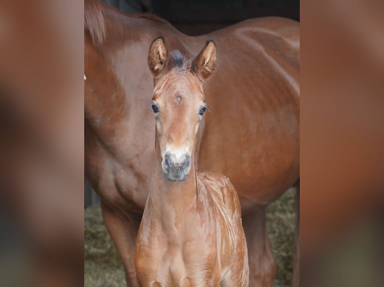 Westphalian Mare  Brown in Hamm