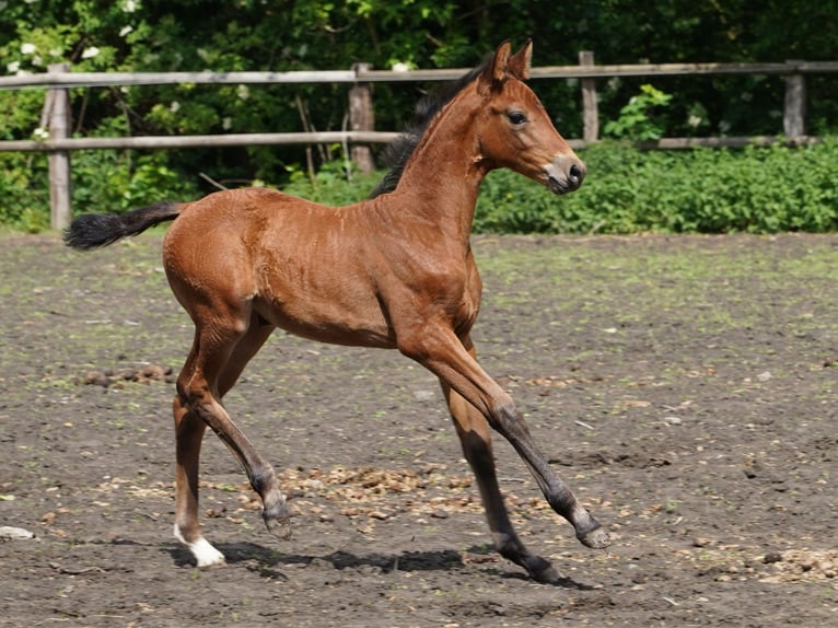 Westphalian Mare  Brown in Hamm
