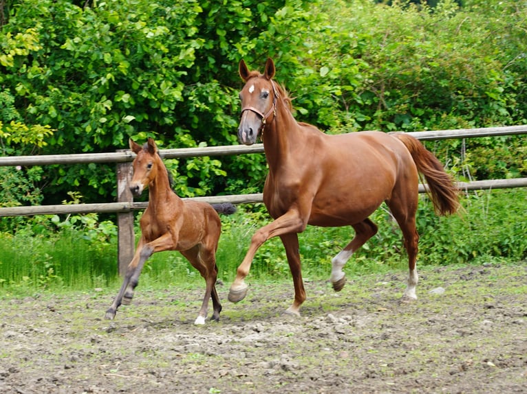 Westphalian Mare  Brown in Hamm