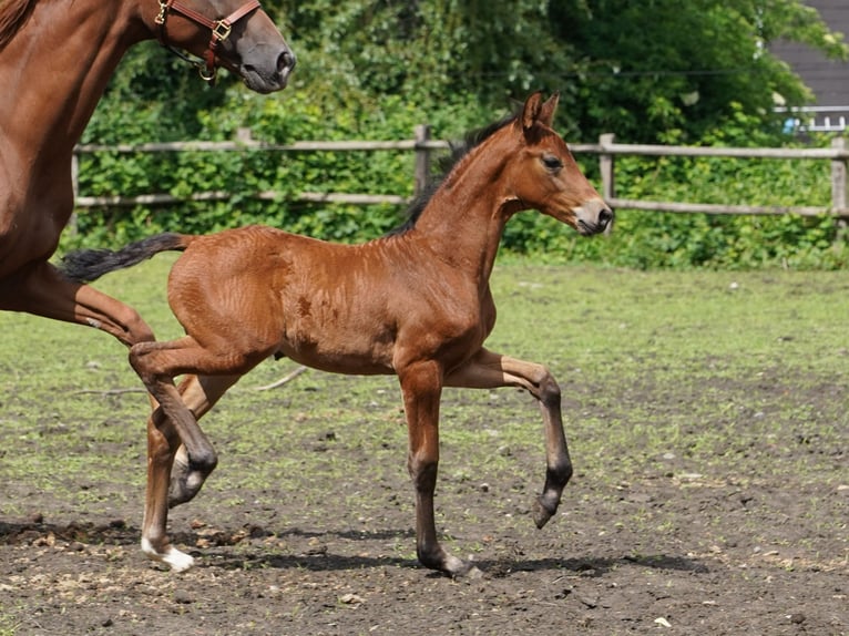 Westphalian Mare  Brown in Hamm