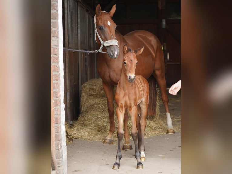 Westphalian Mare  Brown in Hamm
