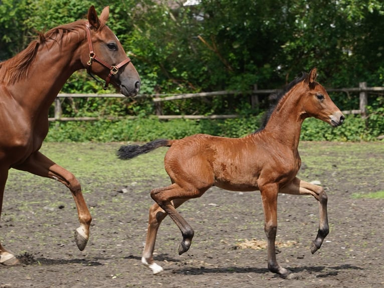 Westphalian Mare  Brown in Hamm