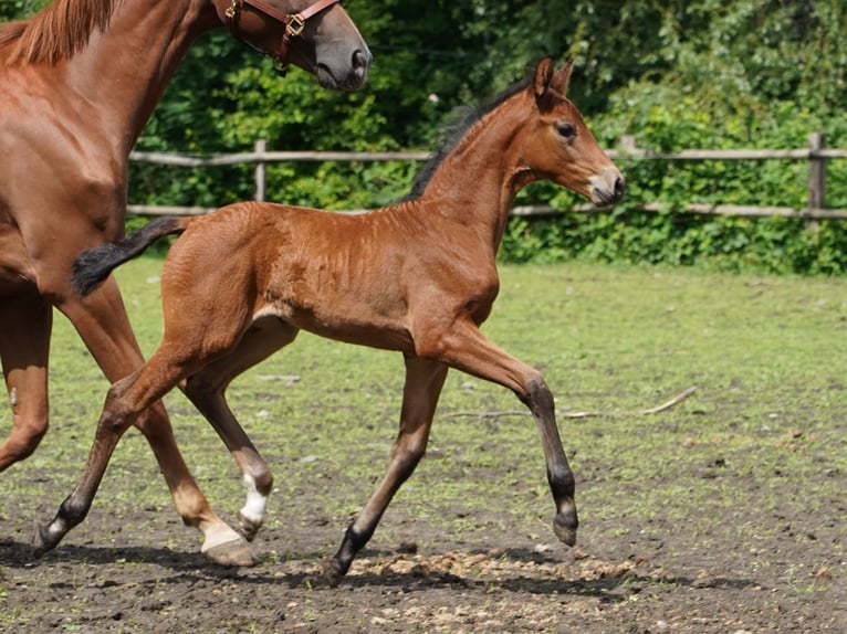 Westphalian Mare  Brown in Hamm