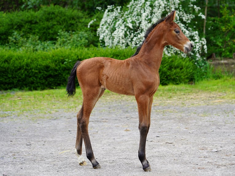 Westphalian Mare  Brown in Hamm