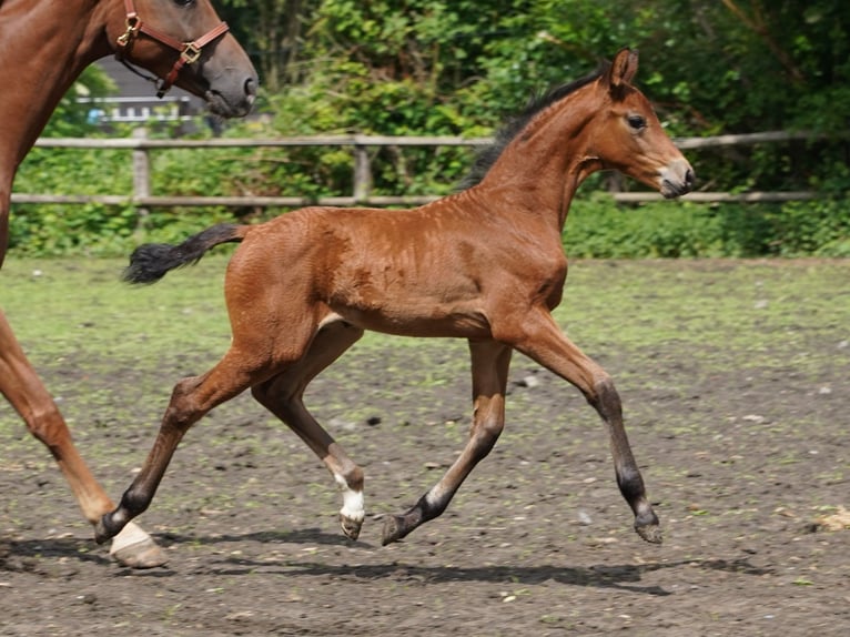 Westphalian Mare  Brown in Hamm