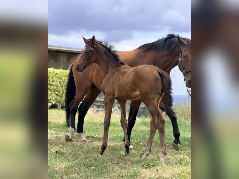Westphalian Mare Foal (06/2026) Brown in Trendelburg