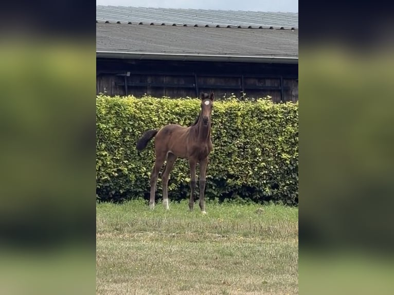 Westphalian Mare Foal (06/2026) Brown in Trendelburg