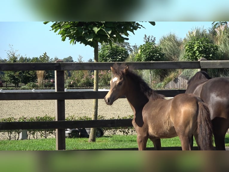 Westphalian Mare Foal (04/2026) Brown in Winterswijk Meddo