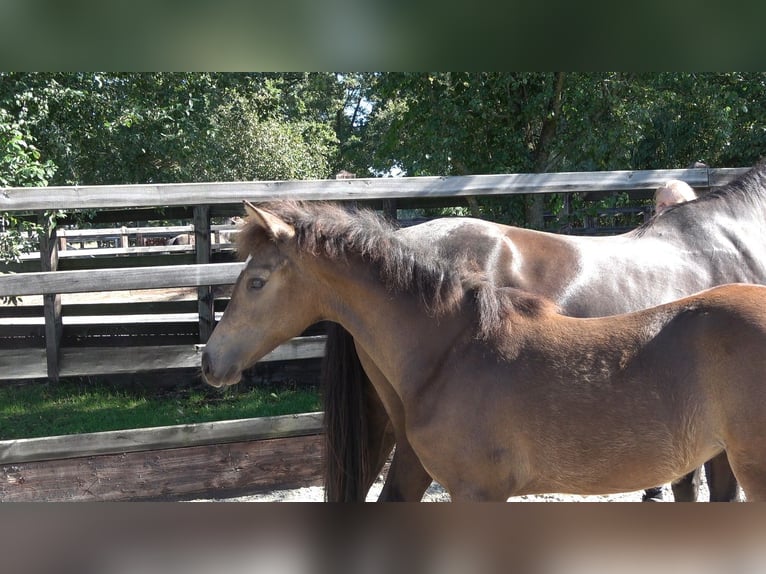 Westphalian Mare Foal (04/2026) Brown in Winterswijk Meddo