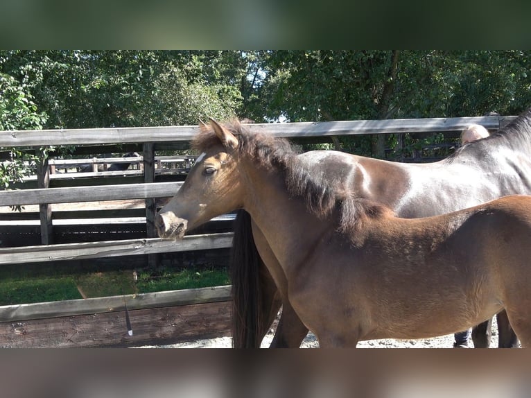 Westphalian Mare Foal (04/2026) Brown in Winterswijk Meddo