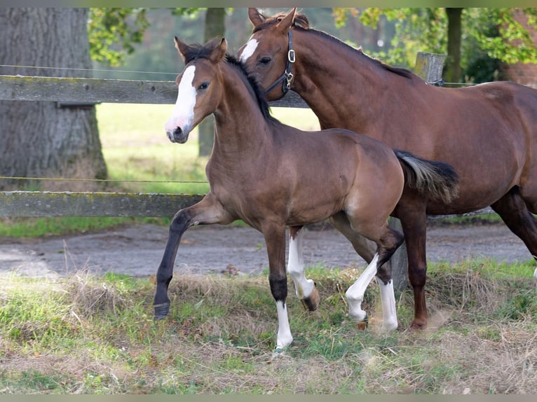 Westphalian Mare Foal (05/2026) Brown in Herzebrock-Clarholz