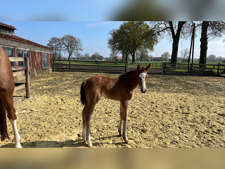 Westphalian Mare  Brown in Laer