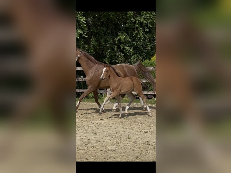 Westphalian Mare  Brown in Laer