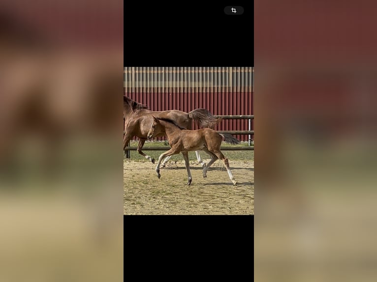 Westphalian Mare  Brown in Laer