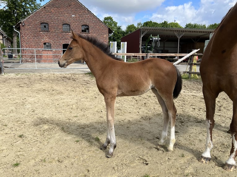 Westphalian Mare  Brown in Laer