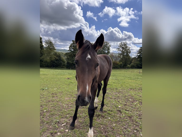 Westphalian Mare Foal (05/2025) Brown in Netphen Westphalian Mare Foal (05/2025) Brown in Netphen