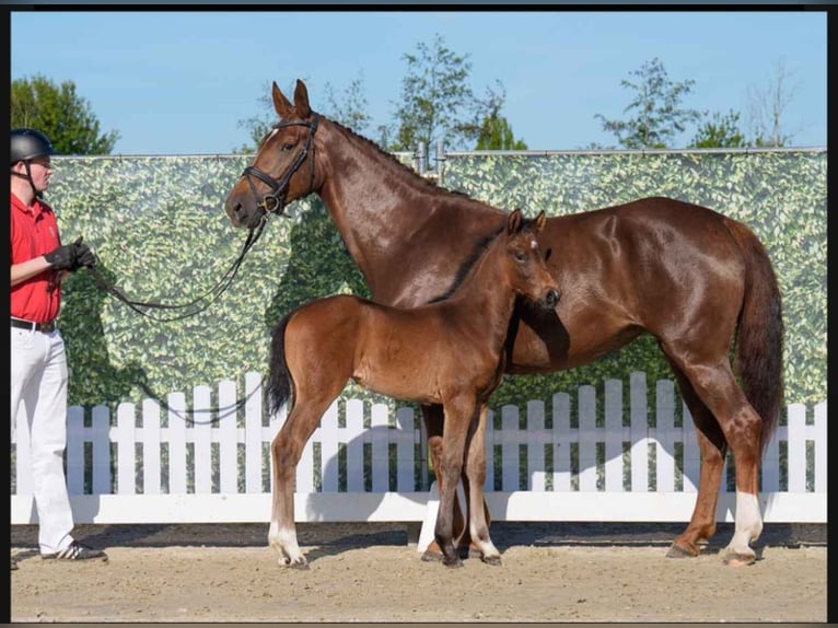 Westphalian Mare  Brown in Lüdinghausen