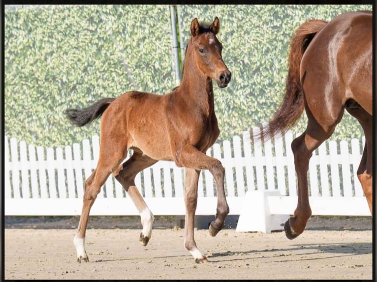 Westphalian Mare  Brown in Lüdinghausen