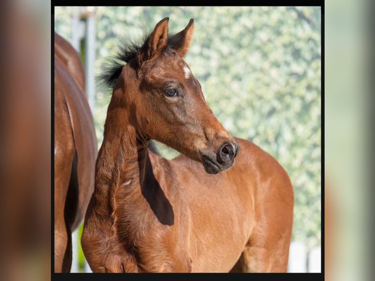Westphalian Mare  Brown in Lüdinghausen