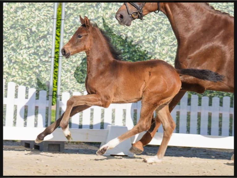 Westphalian Mare  Brown in Lüdinghausen