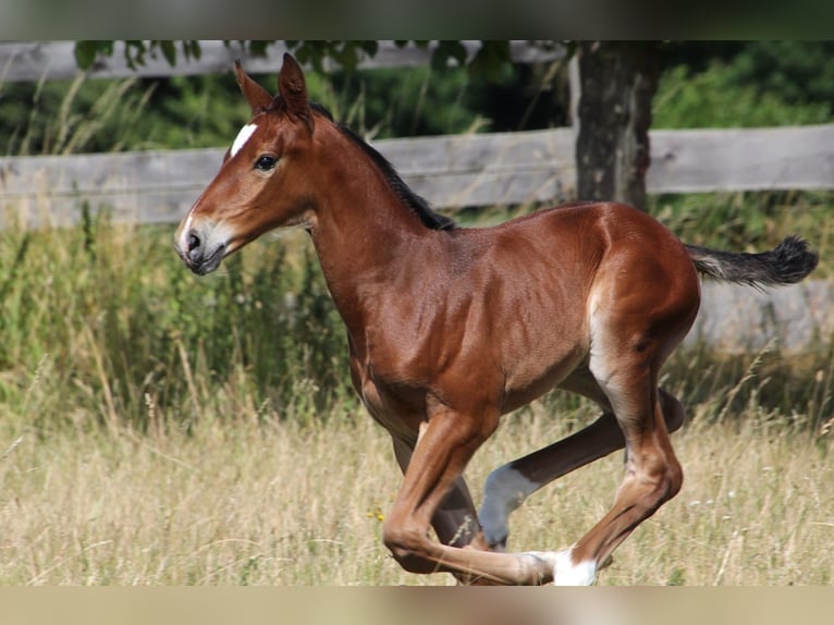 Westphalian Mare Foal (06/2025) Brown in Bruchk&#xF6;bel