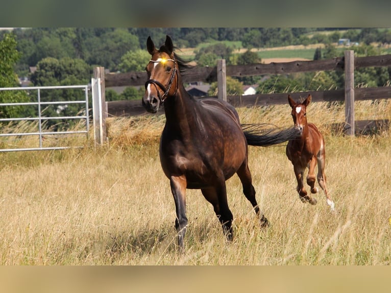 Westphalian Mare Foal (06/2025) Brown in Bruchk&#xF6;bel