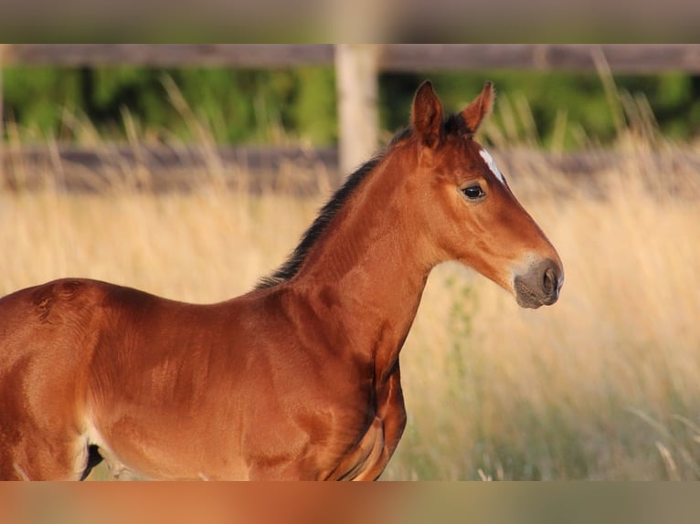 Westphalian Mare Foal (06/2025) Brown in Bruchk&#xF6;bel