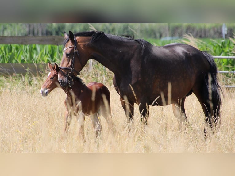 Westphalian Mare Foal (06/2025) Brown in Bruchk&#xF6;bel