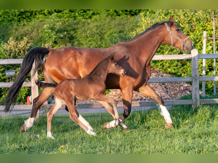 Westphalian Mare  Brown in Havixbeck