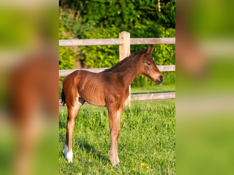 Westphalian Mare  Brown in Havixbeck