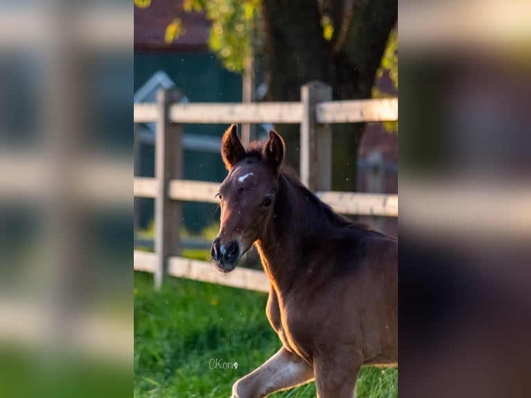 Westphalian Mare  Brown in Havixbeck