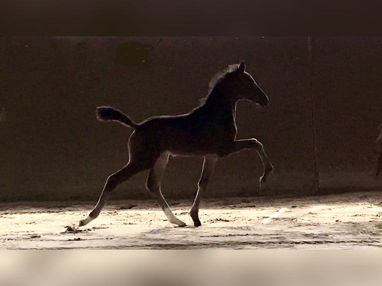 Westphalian Mare  Brown in Vechta