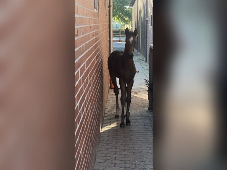 Westphalian Mare  Brown in Vechta