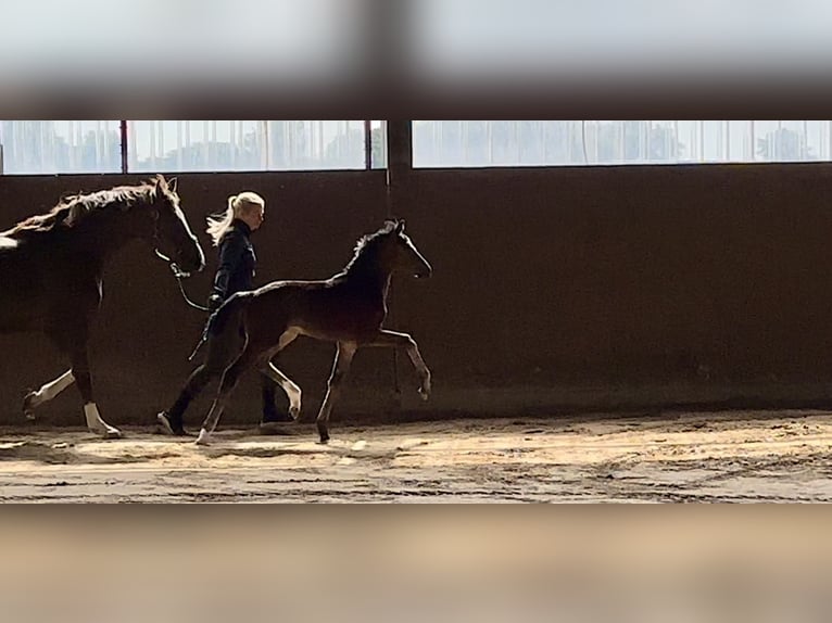 Westphalian Mare  Brown in Vechta