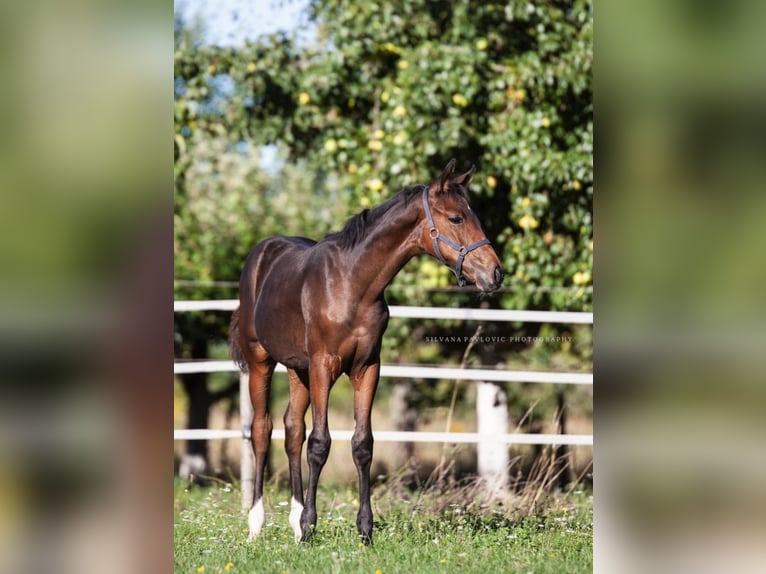 Westphalian Mare Foal (05/2025) Brown in Bruchsal