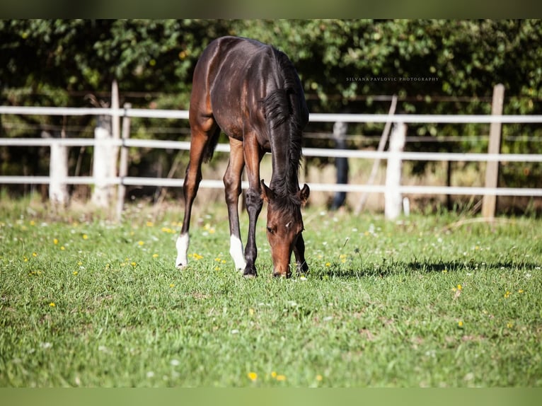 Westphalian Mare Foal (05/2025) Brown in Bruchsal
