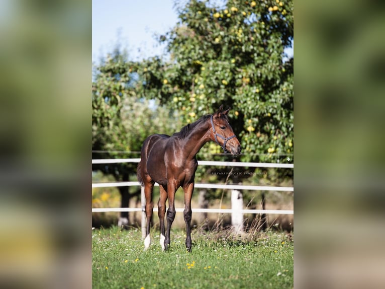 Westphalian Mare Foal (05/2025) Brown in Bruchsal Westphalian Mare Foal (05/2025) Brown in Bruchsal