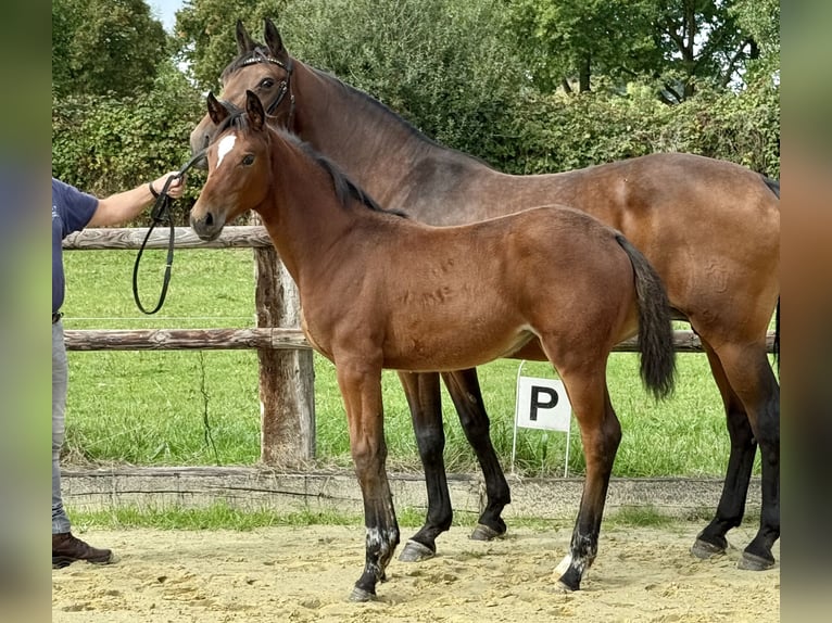 Westphalian Mare Foal (04/2025) Brown in Coesfeld