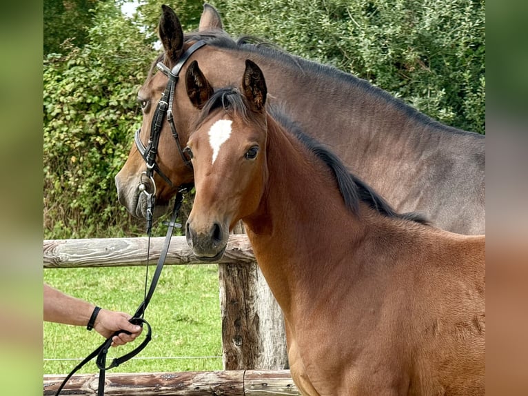 Westphalian Mare Foal (04/2025) Brown in Coesfeld