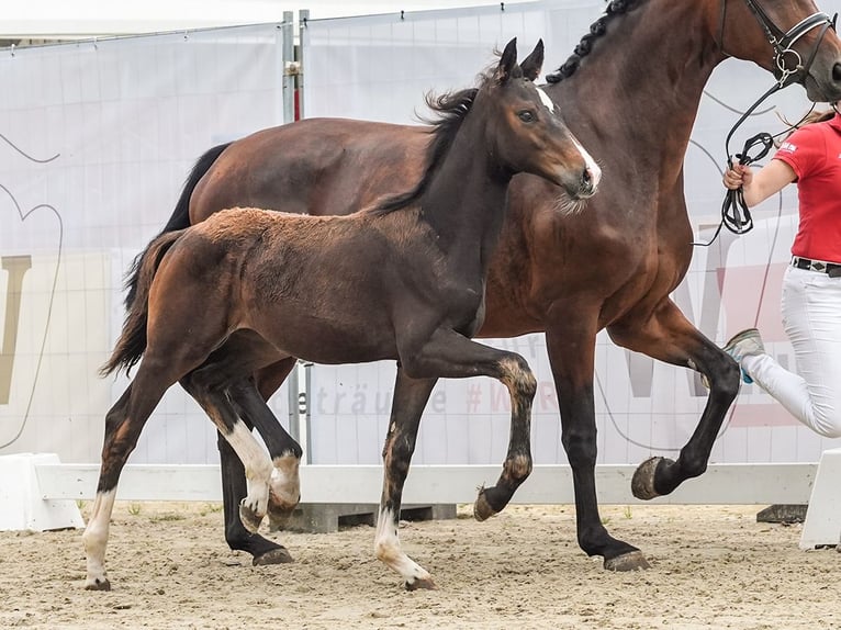 Westphalian Mare  Brown in Ennigerloh