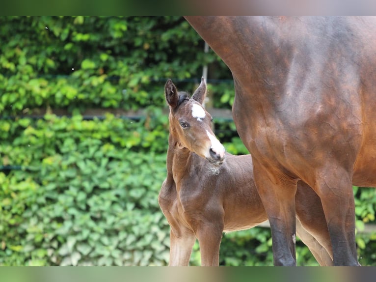 Westphalian Mare  Brown in Ennigerloh